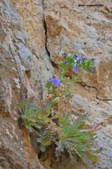 Campanula laciniata