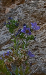 Campanula laciniata