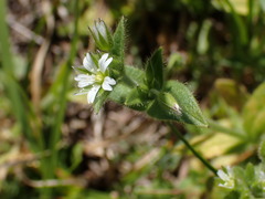 Cerastium capense