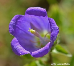 Campanula pelviformis