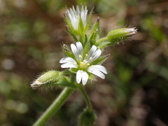 Cerastium capense