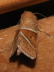 Lemmeria digitalis