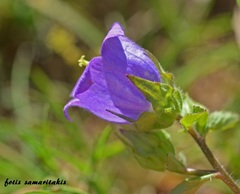 Campanula pelviformis