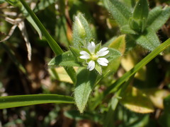 Cerastium capense