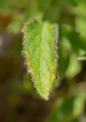 Campanula pelviformis