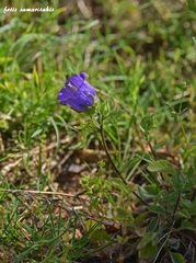Campanula pelviformis