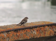 Ficedula semitorquata