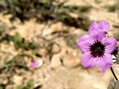 Erodium crassifolium