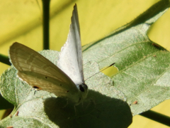 Catochrysops