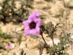 Erodium crassifolium