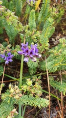 Gompholobium confertum