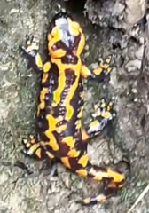 Salamandra salamandra