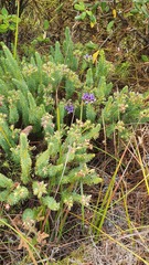 Gompholobium confertum