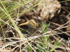 Erythrodiplax atroterminata