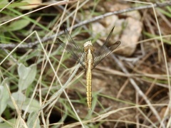 Erythrodiplax atroterminata