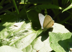 Catochrysops