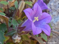 Campanula tubulosa