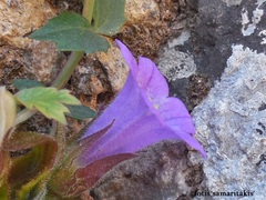 Campanula tubulosa
