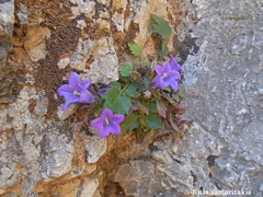 Campanula tubulosa