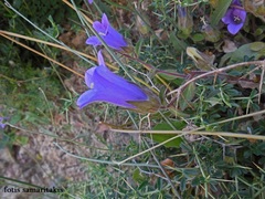 Campanula tubulosa