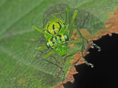 Rhogogaster punctulata