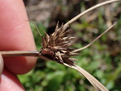 Cyperus brevis