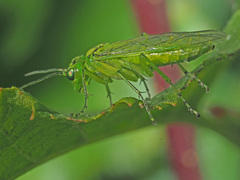 Rhogogaster punctulata