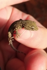 Tarentola mauritanica