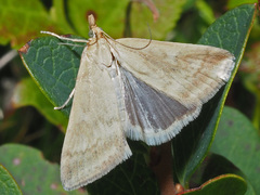 Udea nebulalis