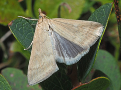 Udea nebulalis