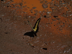 Heraclides androgeus