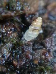 Carychium tridentatum