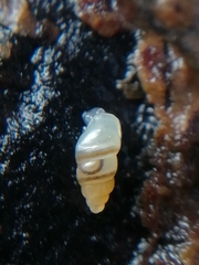 Carychium tridentatum
