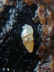 Carychium tridentatum