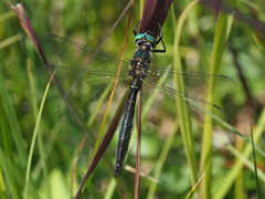Somatochlora alpestris