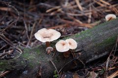 Lentinellus omphalodes