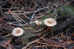 Lentinellus omphalodes