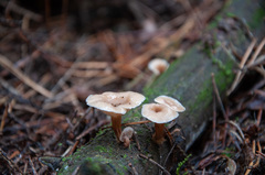 Lentinellus omphalodes