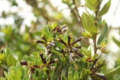 Cestrum buxifolium