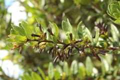 Cestrum buxifolium