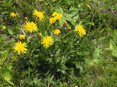 Crepis conyzifolia
