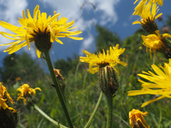 Crepis conyzifolia