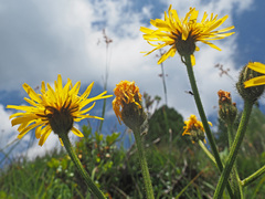 Crepis conyzifolia