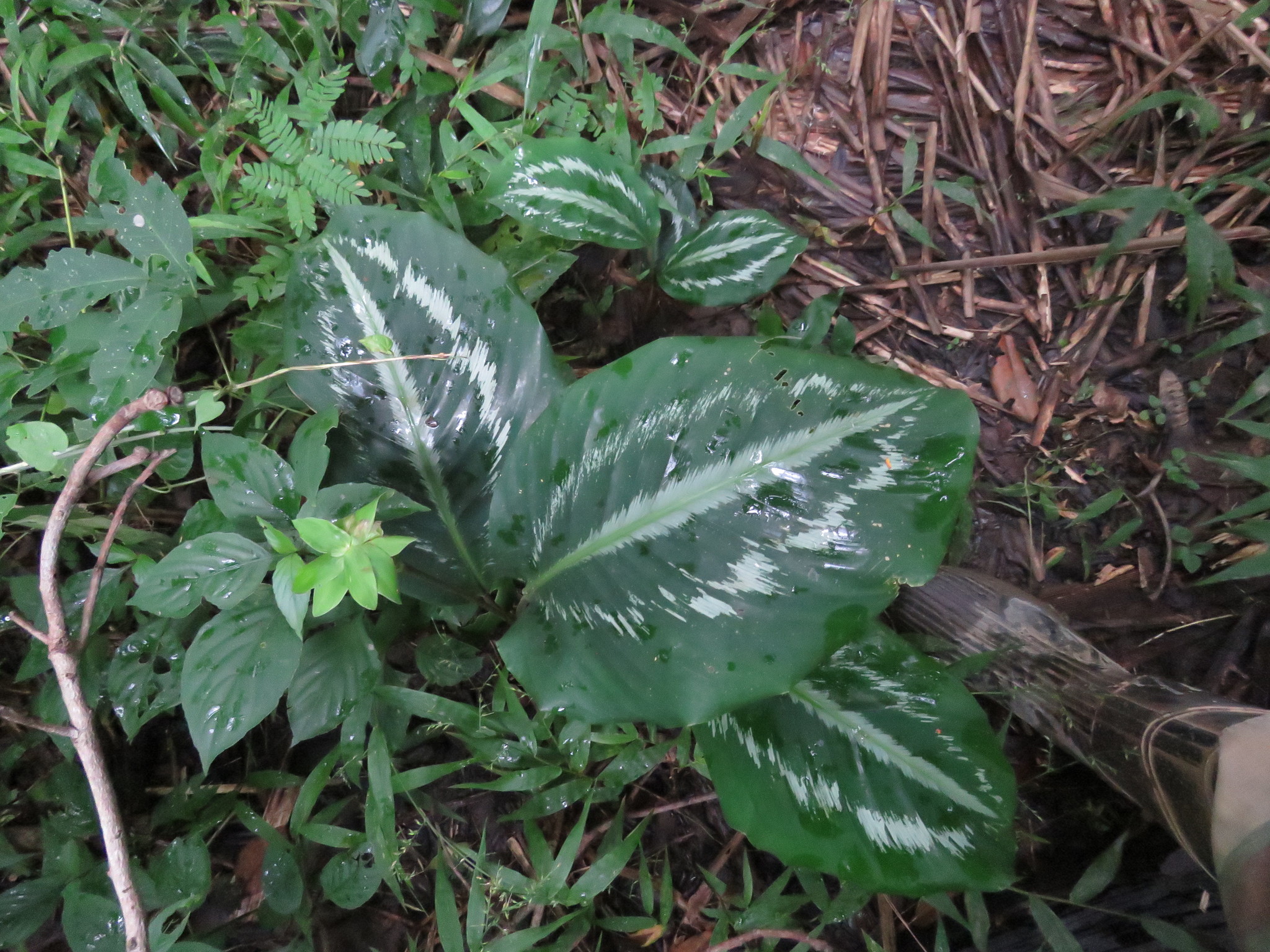 Imagem de Maranta