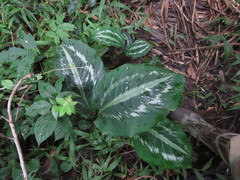 Goeppertia roseopicta