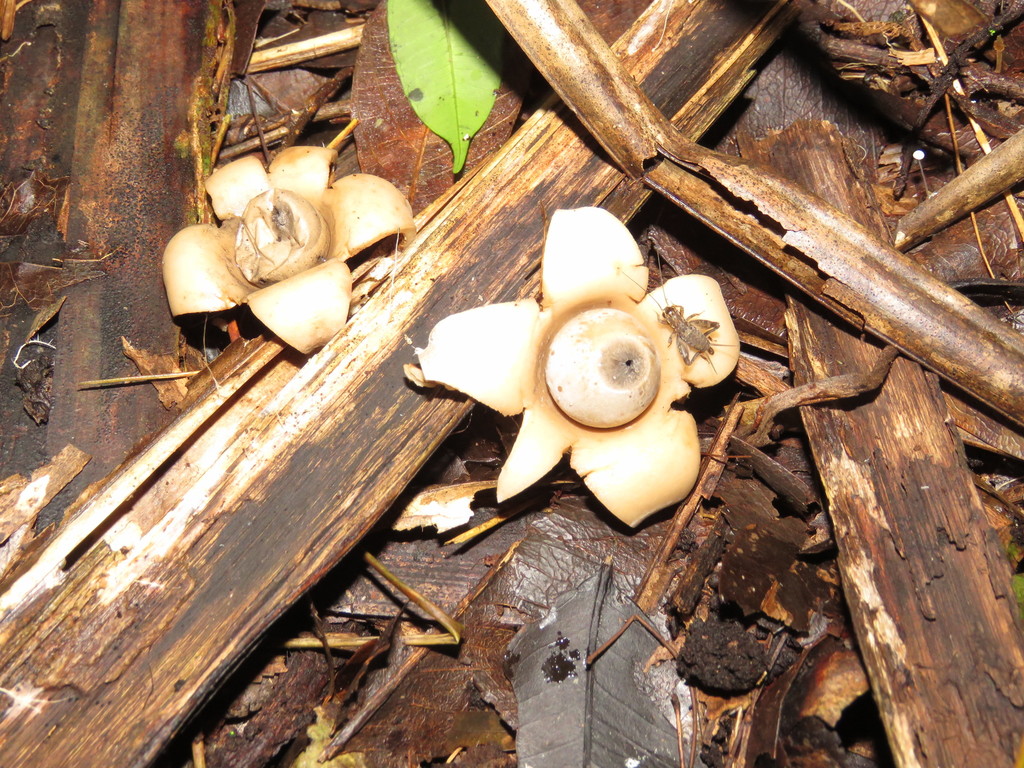 Geastrum triplex · January 2021 · photo: © vincentvosriberalta (iNaturalist, cc-by)