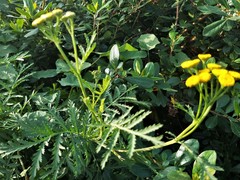 Tanacetum vulgare