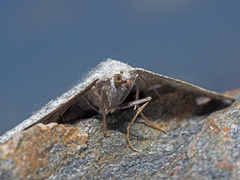 Gnophos obfuscata