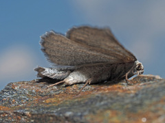 Gnophos obfuscata