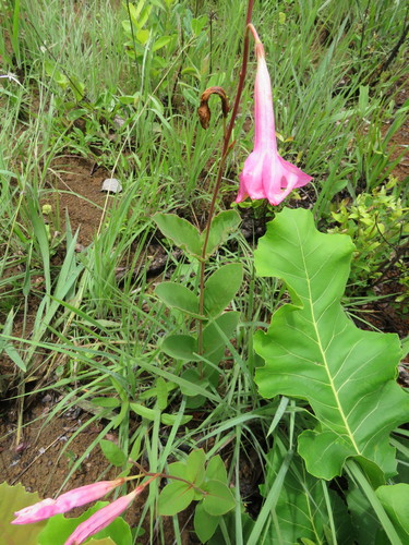 Mandevilla pohliana, photograph 4